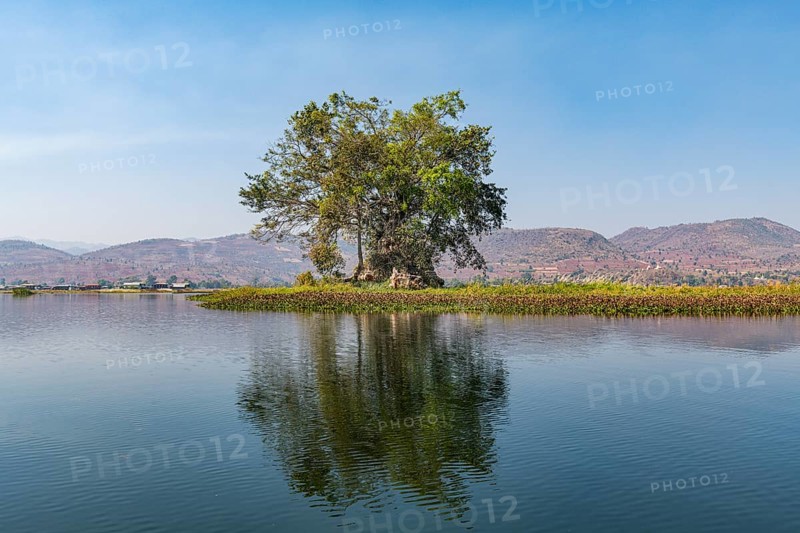 Pagoda overgrown by a tree reflecting in the water