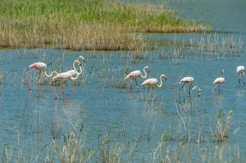 Flamingos (Phoenicopteriformes) in shallow water