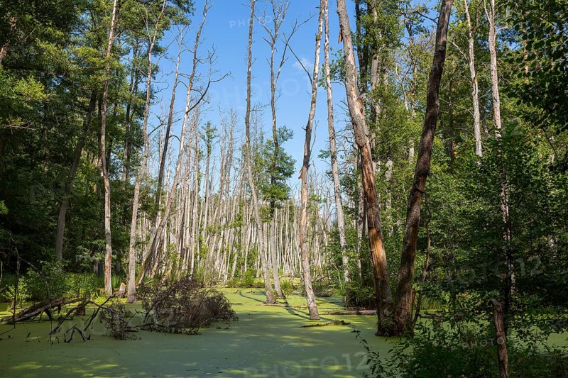 Alder forest in the valley of the river Briese