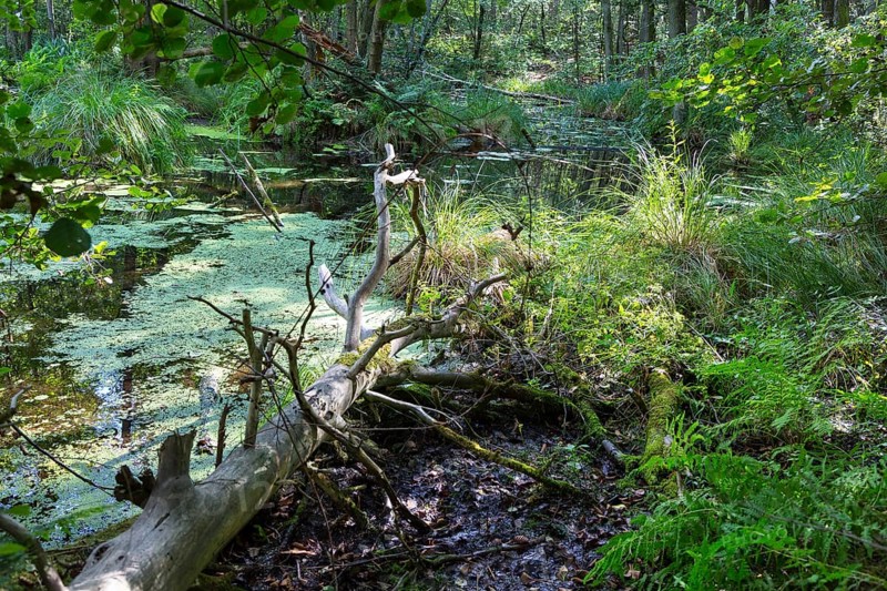 Alder forest in the valley of the river Briese