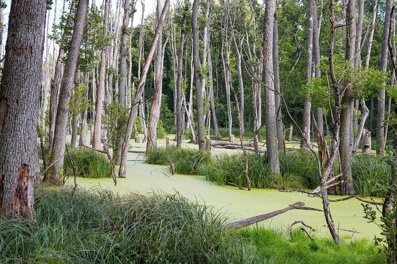 Alder forest in the valley of the river Briese