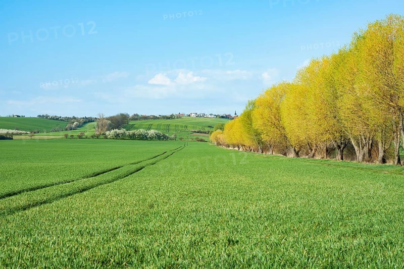 Cultivated landscape
