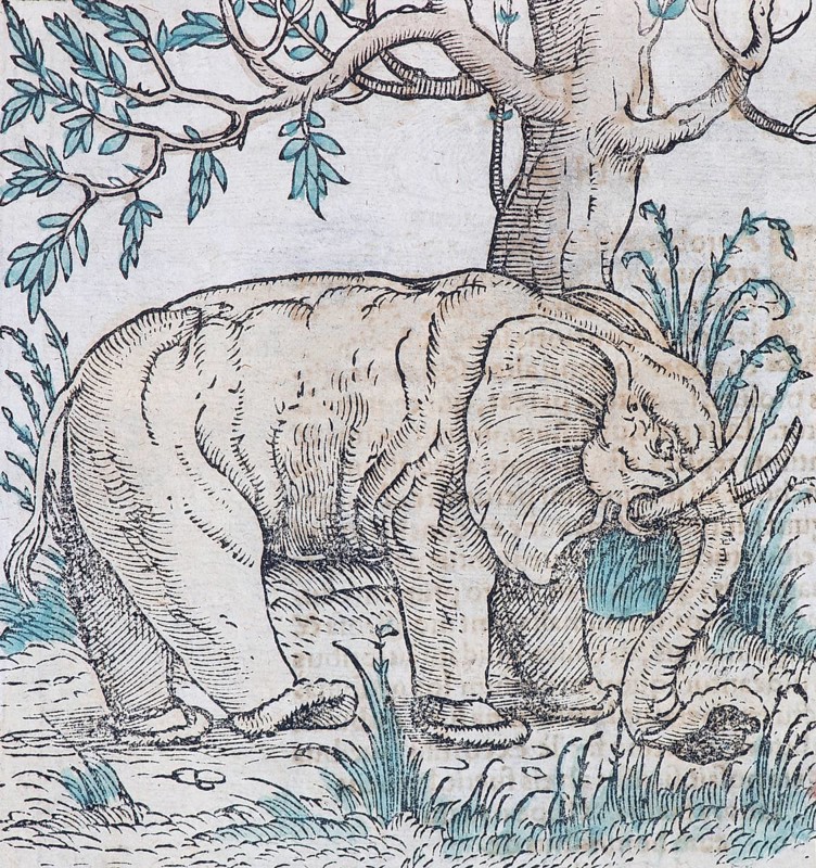 Elephant Indian elephant (Elephas maximus indicus)