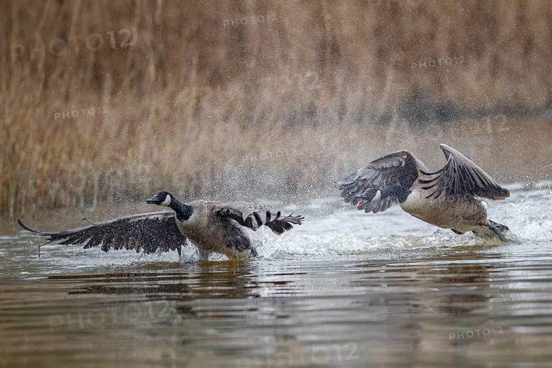A Canada goose (Branta canadensis) gander chases a rival across the water surface during courtship