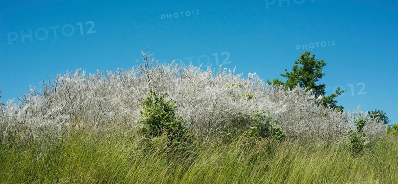 Insect damage by Ermine butterfly (Yponomeutidae) in Ystad