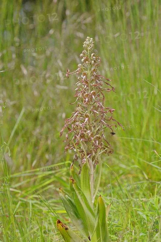 Bocksriemenzunge (Himantoglossum hircinum)