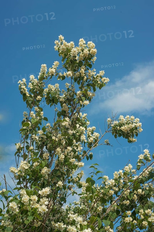 Jasmine flowers in a garden in Ystad