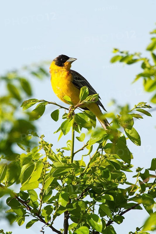 Black-headed Bunting (Emberiza melanocephala) on the singing platform