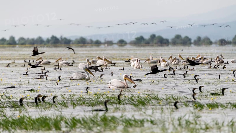 Cormorants (Phalacrocoracidae) and Dalmatian pelicans (Pelecanus crispus) fishing at Lake Kerkini