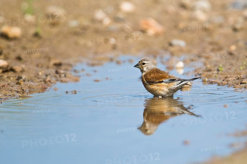 Linnet (Carduelis cannabina)