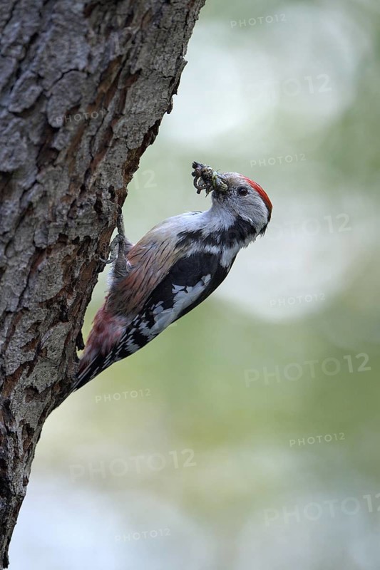 Middle spotted woodpecker (Dendrocopos medius)