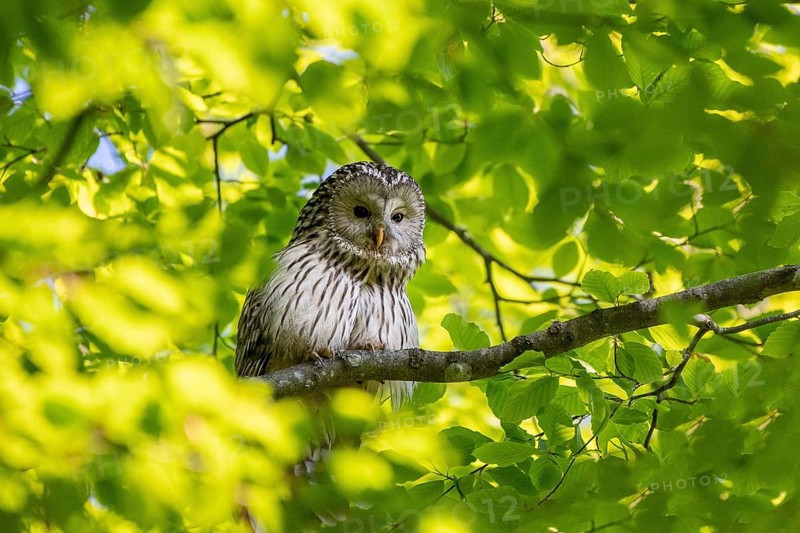 Ural owl (Strix uralensis) sitting on branch