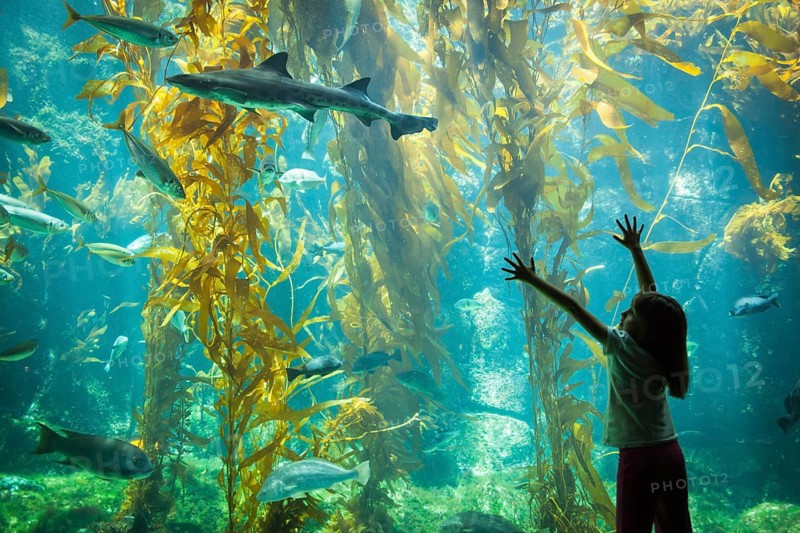 Amazed young girl standing up against large aquarium observation glass reaching for leopard shark