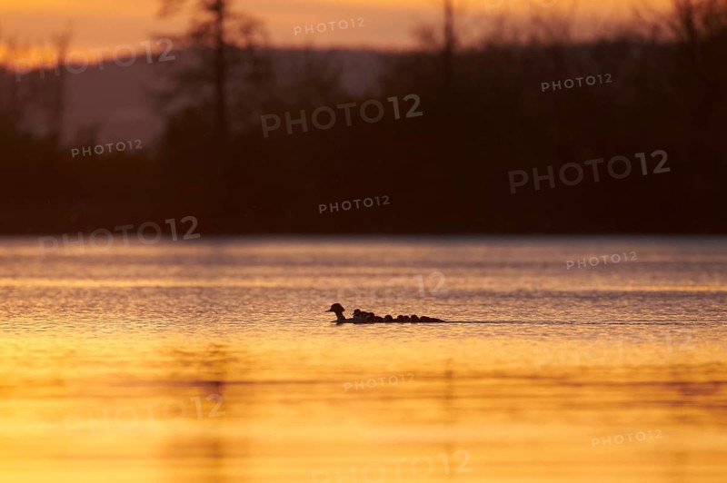 Common merganser (Mergus merganser) or goosander mother with her youngsters swimming in danubia river at sunset