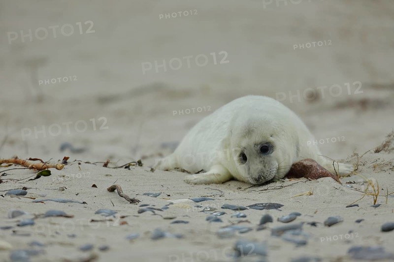 Grey seal (Halichoerus grypus)