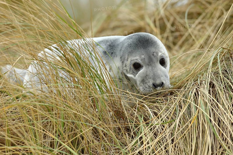 Grey seal (Halichoerus grypus) juvenile after weaning