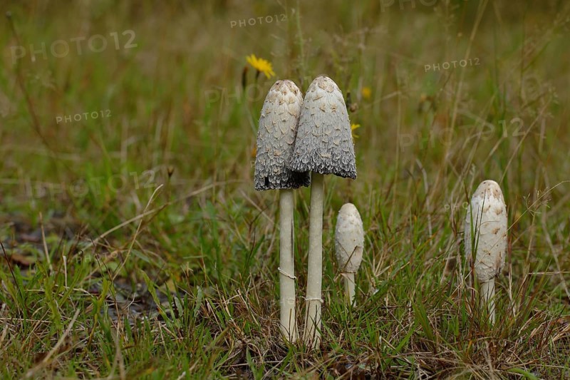 Shaggy ink caps (Coprinus comatus)