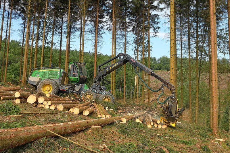 Harvester harvesting spruce infested with Grained spruce bark beetle (Cryphalus abietis)