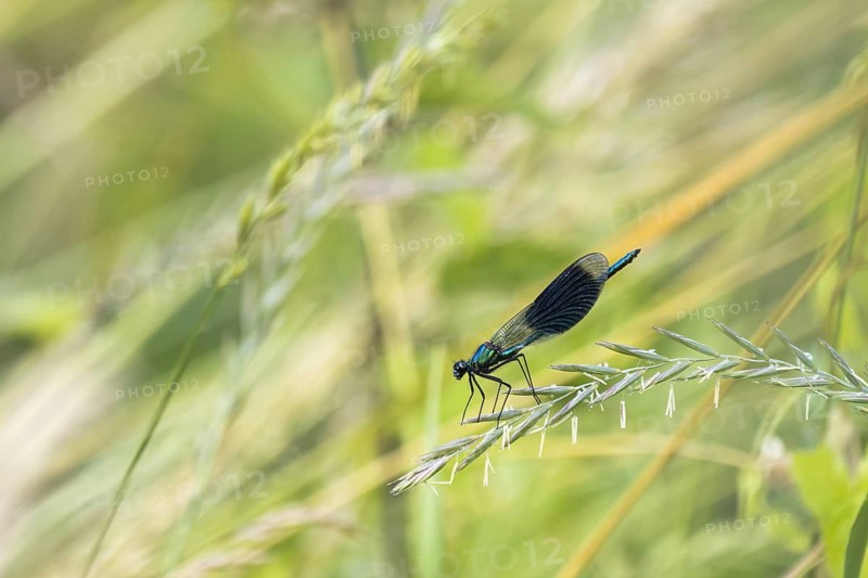 Banded demoiselle (calopteryx splendens)