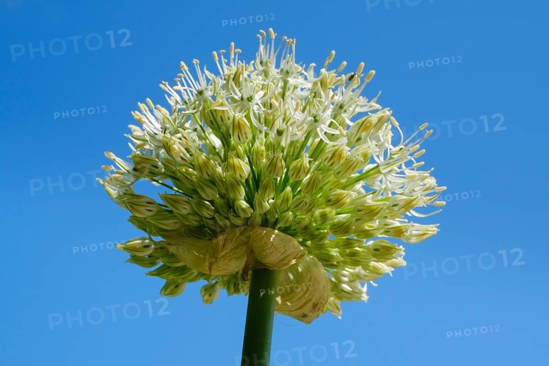 Giant Onion (Allium Giganteum)