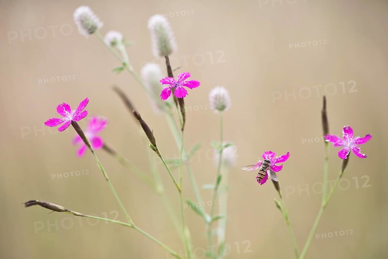 Maiden pinks (Dianthus deltoides) with hoverfly and Rabbitfoot clover (Trifolium arvense)