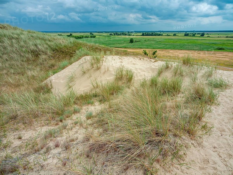 Dry sandy grassland in the Binnenduenen nature reserve near Klein Schmoelen