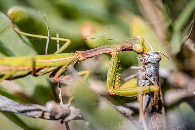 European mantis (mantis religiosa) eating a hay tick