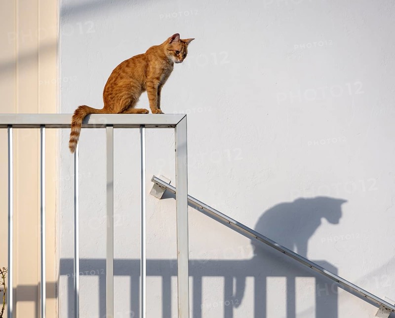 Tabby cat sitting on railing