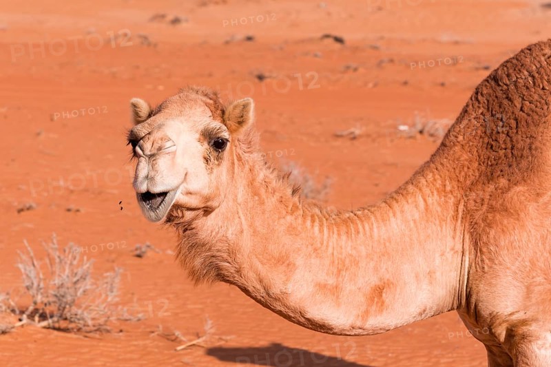 Camel in the desert