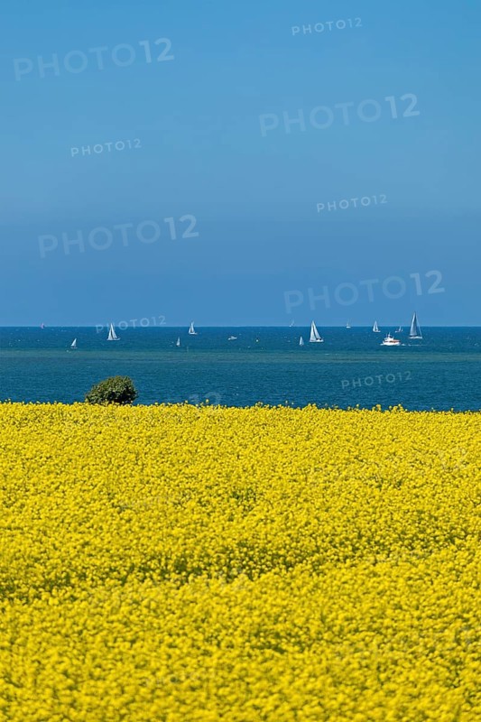 Rape field near Luetjenbrode