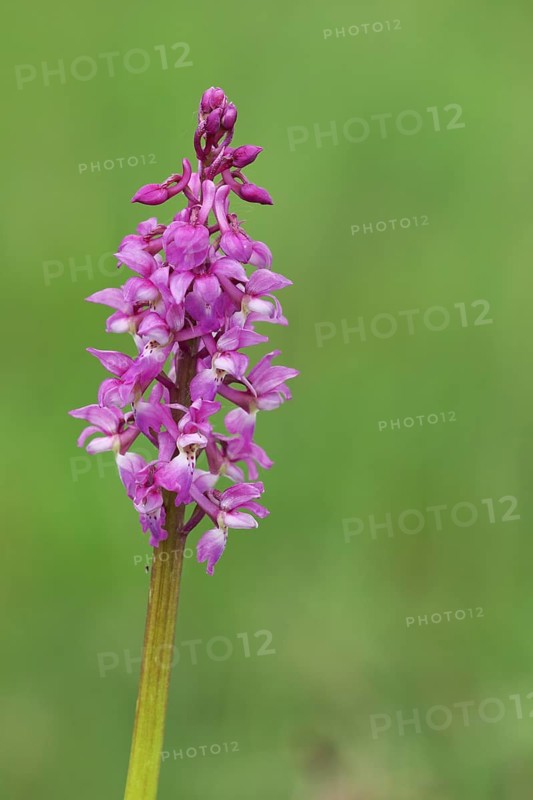 Man's orchid (Orchis mascula)