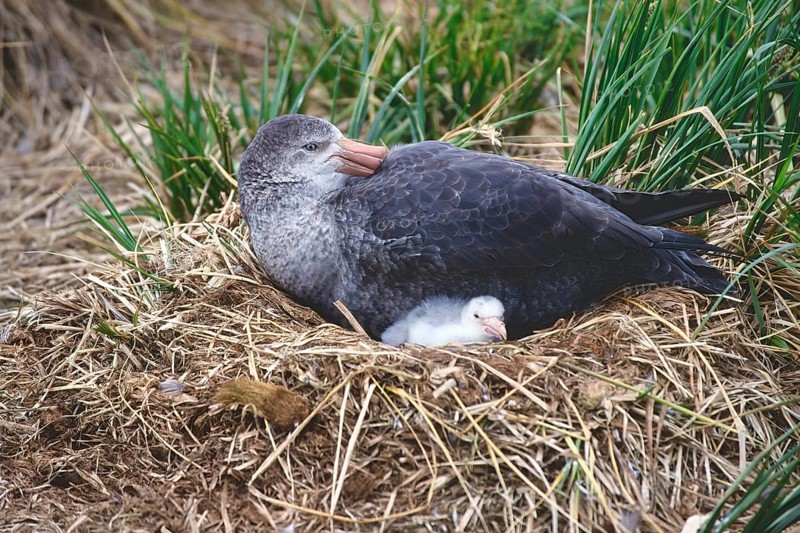 Northern giant petrel (Macronectes halli) with chick in the nest