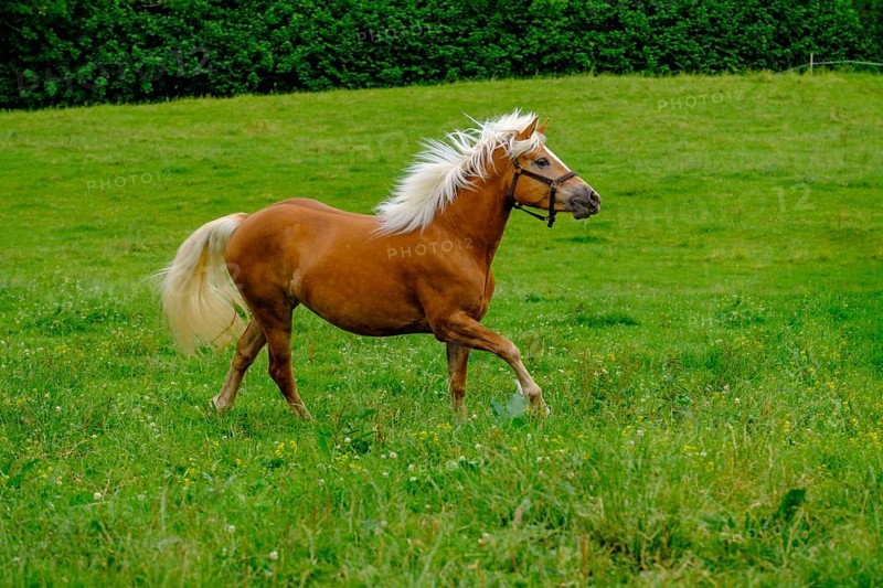 Haflinger