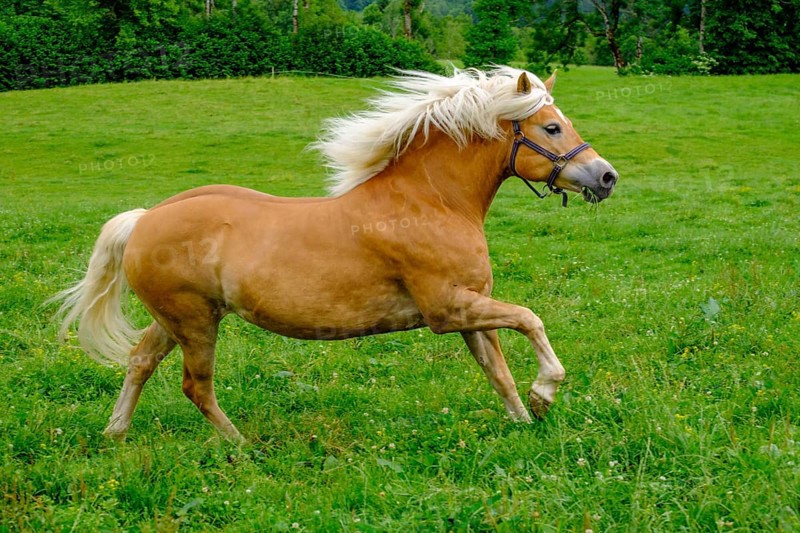 Haflinger