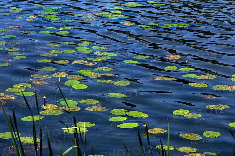 Lily pads