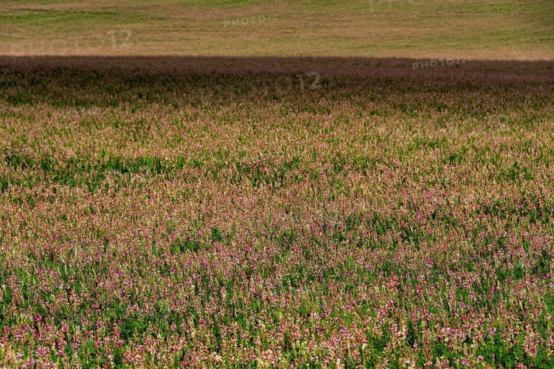 Alfalfa field in Limagne plain
