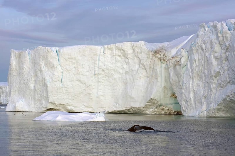 Humpback whale dives in front of icebergs