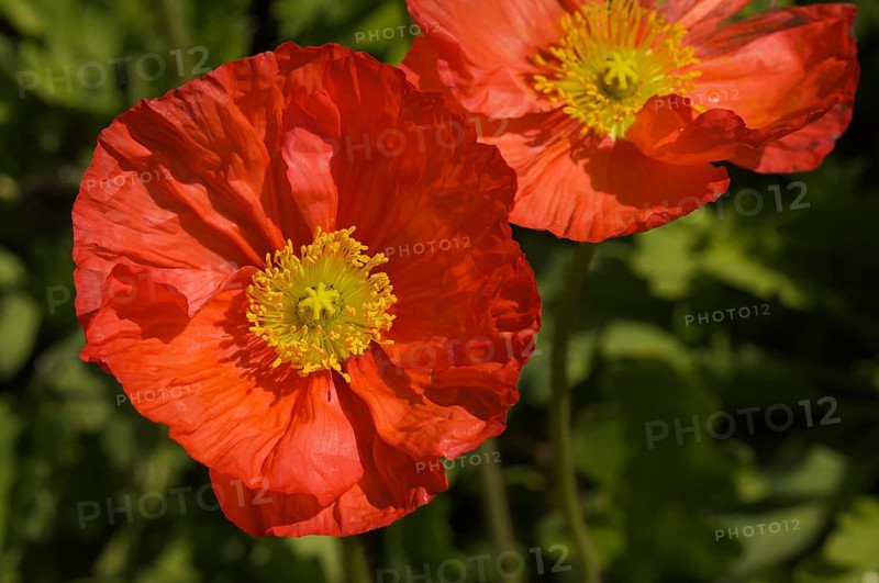 Red Iceland poppies with narrow depth of field