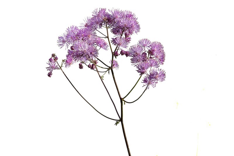 Greater meadow-rue (Thalictrum aquilegiifolium) on white ground