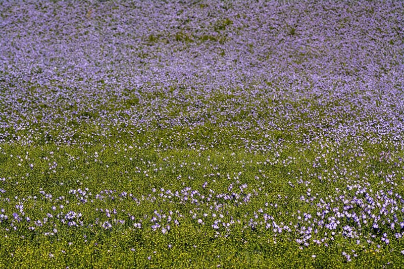 Flax (Linum usitatissimum) field in flower