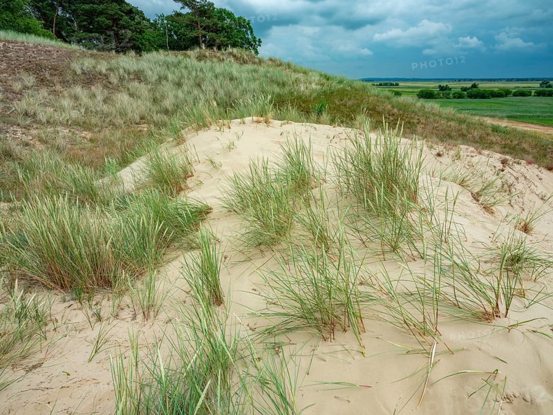 Dry sandy grassland in the Binnenduenen nature reserve near Klein Schmoelen