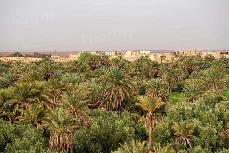 Valley full of palm trees at the oasis Source Bleu