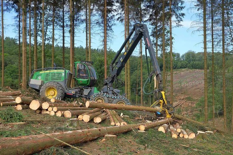 Harvester harvesting spruce infested with Grained spruce bark beetle (Cryphalus abietis)