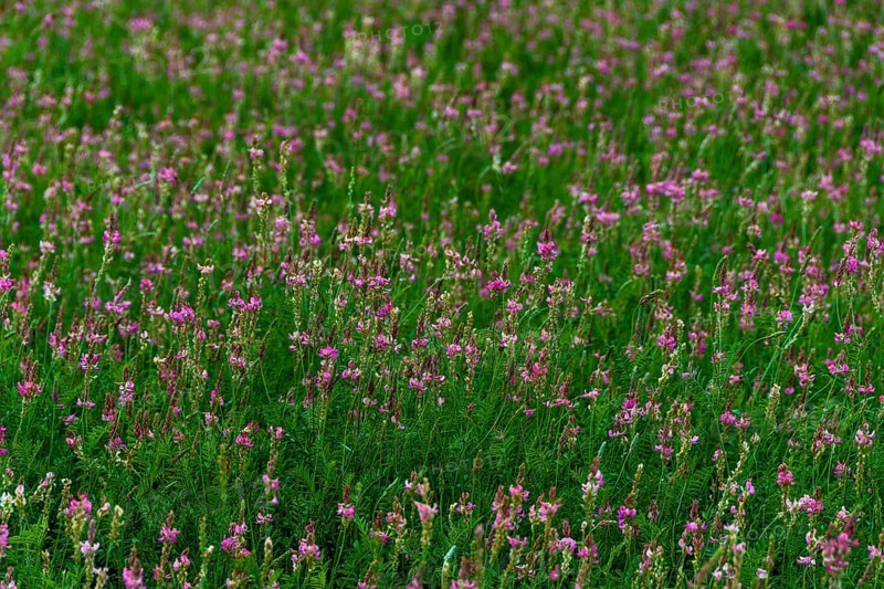 Alfalfa field in Limagne plain