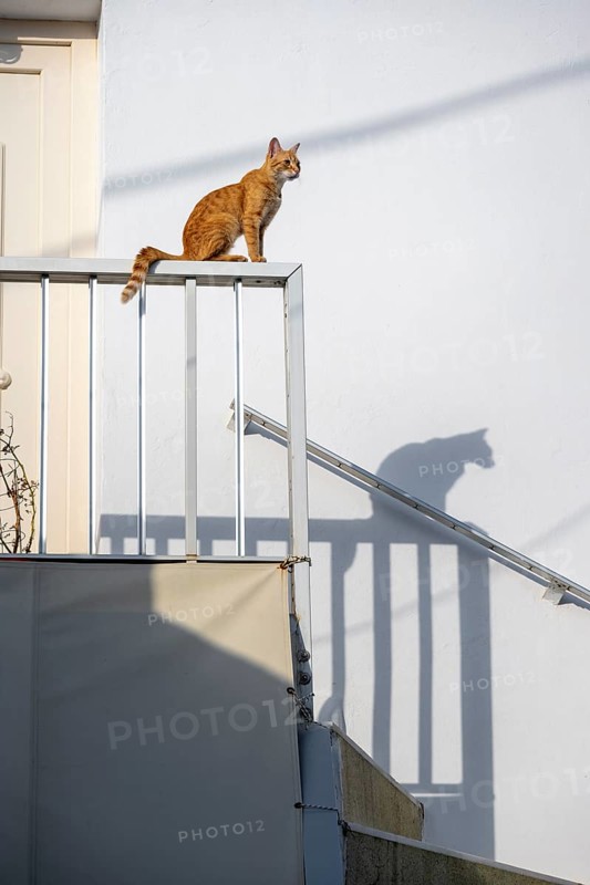 Tabby cat sitting on railing