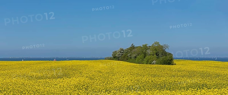 Rape field near Luetjenbrode
