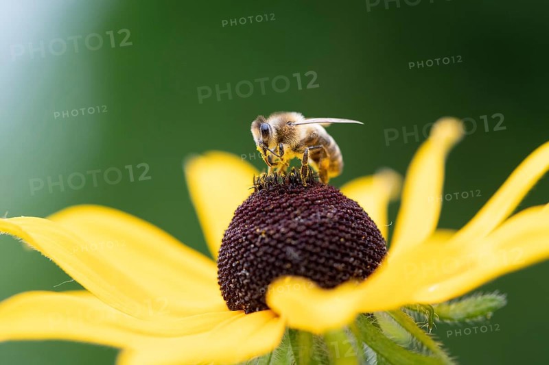 Honey bee (Apis mellifera) on yellow (Echinacea paradoxa) coneflower