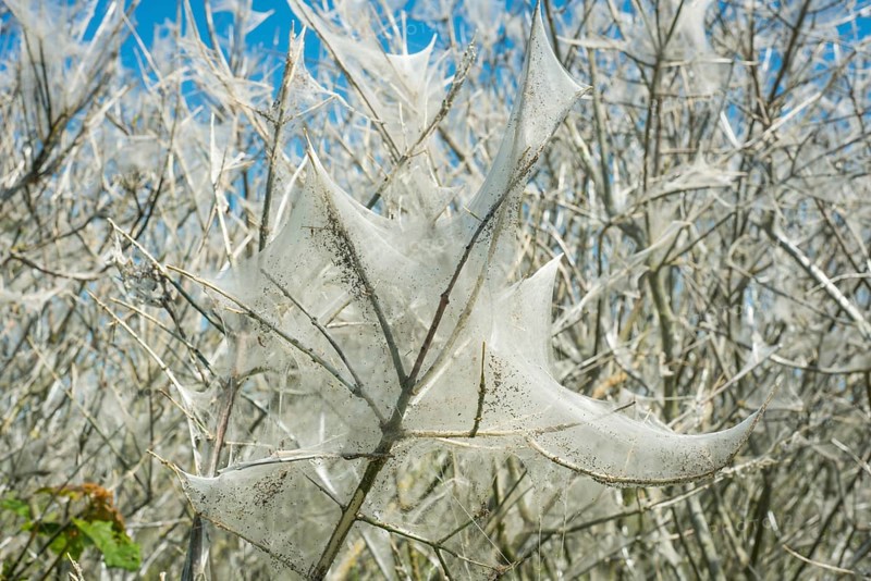 Insect damage by Ermine butterfly (Yponomeutidae) in Ystad