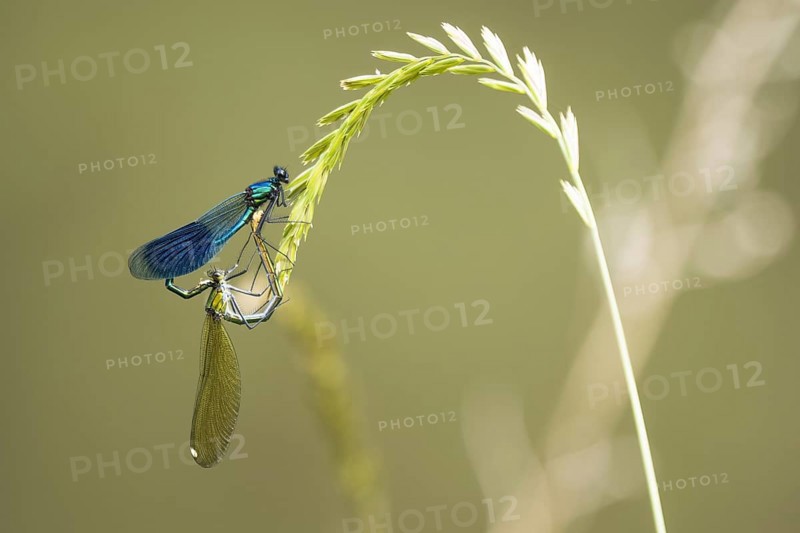 Banded demoiselles (calopteryx splendens) mating wheel on blade of grass
