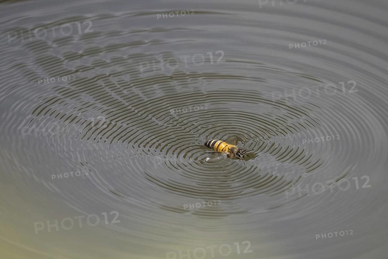 Wild bee (Apoidea) on water surface